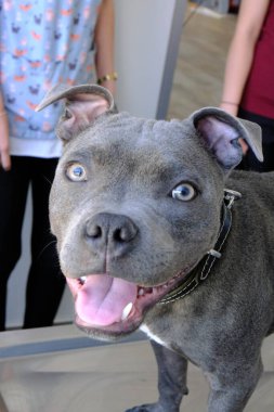 Tatlı hasta köpek veterineri bekliyor.