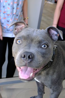 Tatlı hasta köpek veterineri bekliyor.