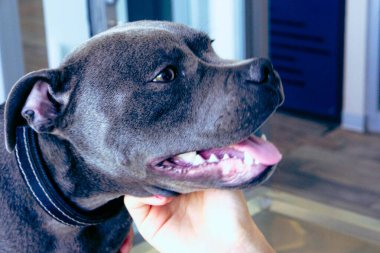 Tatlı hasta köpek veterineri bekliyor.