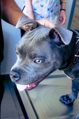 Tatlı hasta köpek veterineri bekliyor.