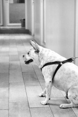 Tatlı hasta köpek veterineri bekliyor.