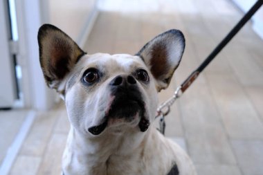 Tatlı hasta köpek veterineri bekliyor.