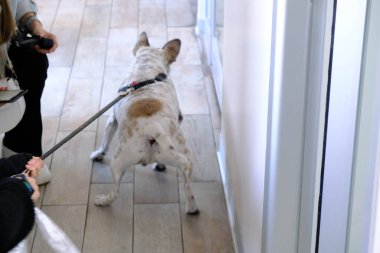 Tatlı hasta köpek veterineri bekliyor.