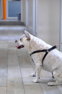 Tatlı hasta köpek veterineri bekliyor.