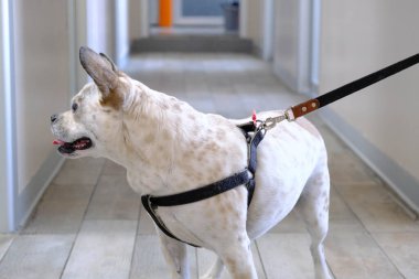 Tatlı hasta köpek veterineri bekliyor.