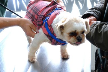 Tatlı hasta köpek veterineri bekliyor.