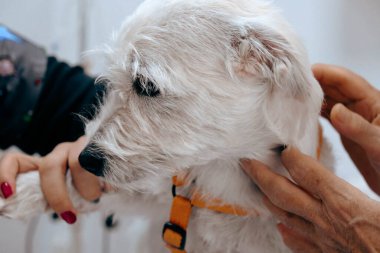 Tatlı hasta köpek veterineri bekliyor.