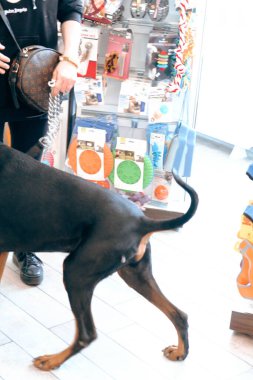 Tatlı hasta köpek veterineri bekliyor.