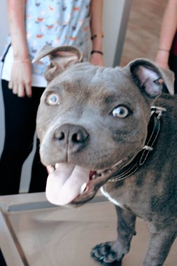 Tatlı hasta köpek veterineri bekliyor.