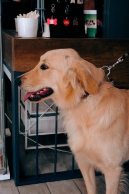 Tatlı hasta köpek veterineri bekliyor.
