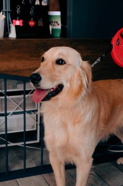 Tatlı hasta köpek veterineri bekliyor.