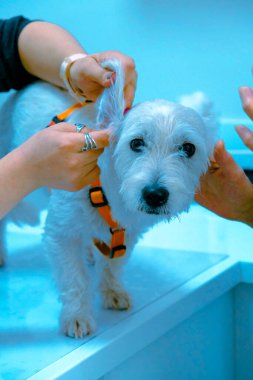 Tatlı hasta köpek veterineri bekliyor.