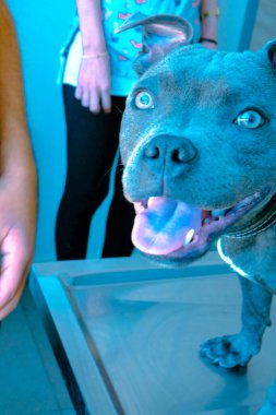 Tatlı hasta köpek veterineri bekliyor.