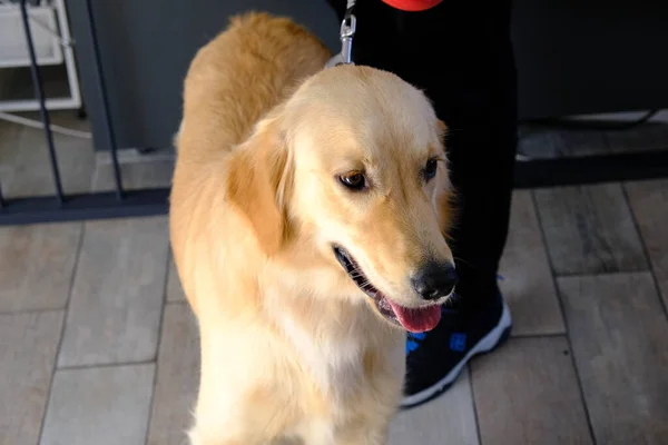 Carino Cane Malato Attesa Veterinario — Foto Stock