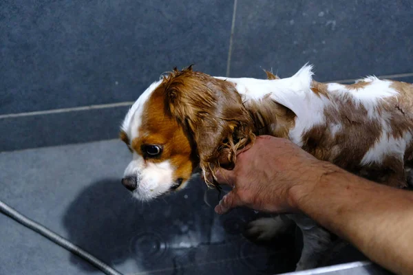 Lindo Perro Enfermo Esperando Veterinario — Foto de Stock