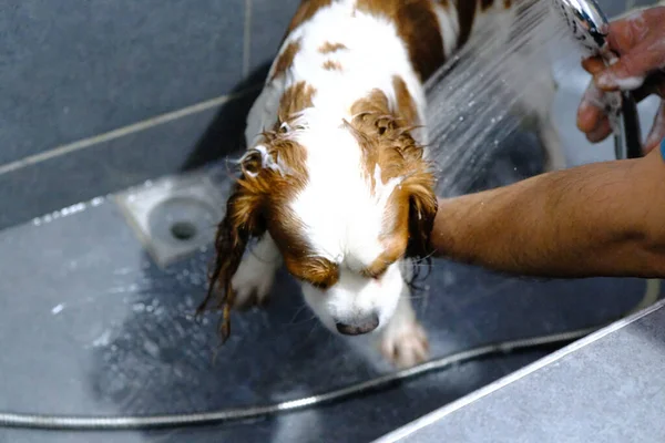 Netter Kranker Hund Wartet Auf Den Tierarzt — Stockfoto