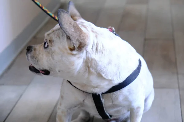 cute sick dog waiting for the vet