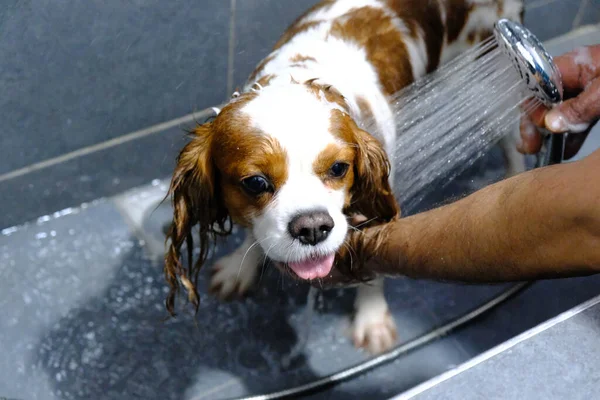 Chien Malade Mignon Attendant Vétérinaire — Photo