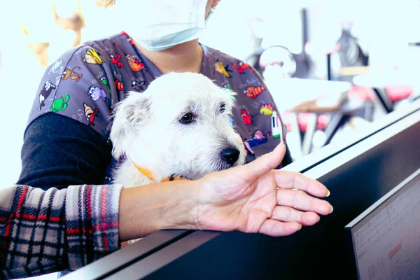 cute sick dog waiting for the vet