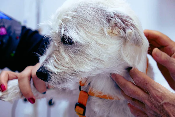 Χαριτωμένο Άρρωστο Σκυλί Περιμένει Τον Κτηνίατρο — Φωτογραφία Αρχείου