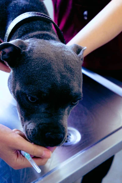 Pitbull grooming sales