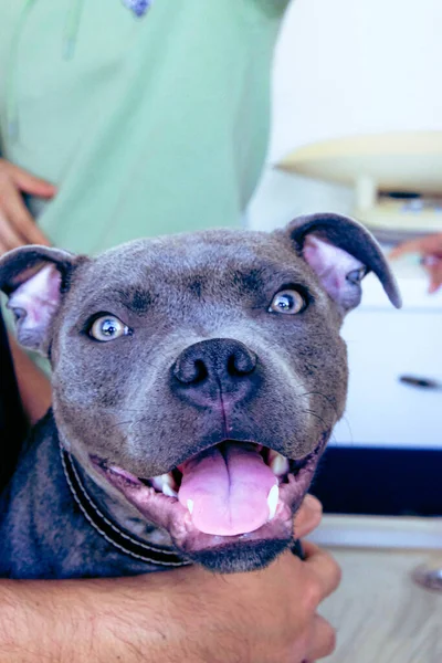 cute sick dog waiting for the vet