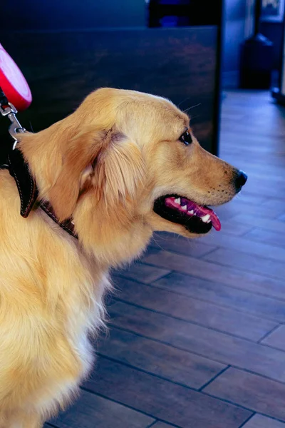 stock image cute sick dog waiting for the vet