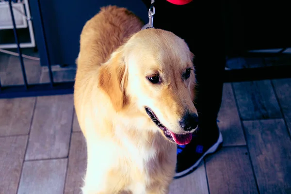 cute sick dog waiting for the vet