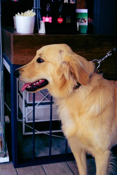 可愛い病気の犬が獣医を待っています — ストック写真