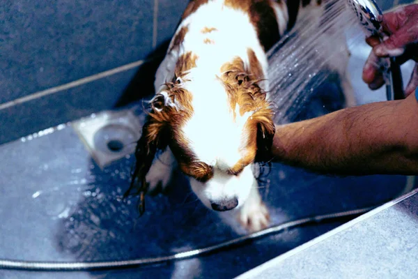 Söt Sjuk Hund Väntar Veterinären — Stockfoto