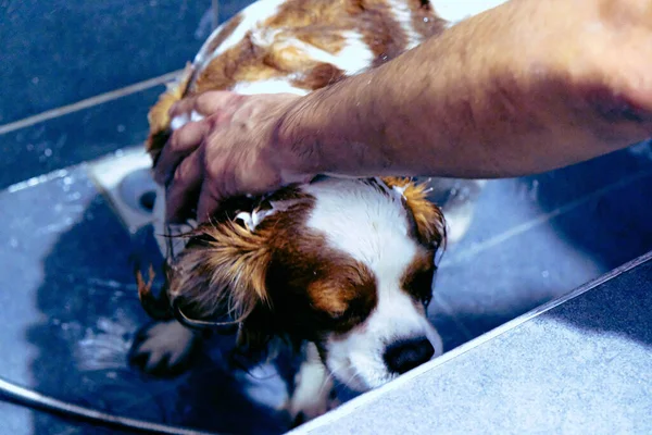 Chien Malade Mignon Attendant Vétérinaire — Photo