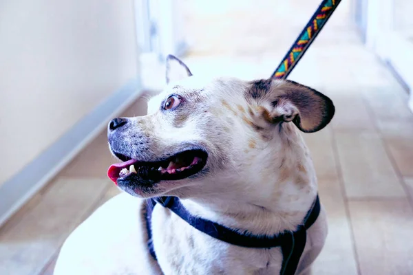 cute sick dog waiting for the vet