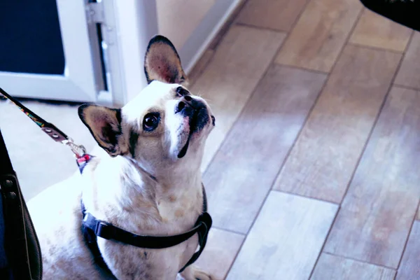 Netter Kranker Hund Wartet Auf Den Tierarzt — Stockfoto