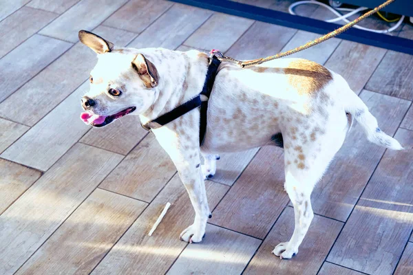 Schattig Ziek Hond Wachten Voor Dierenarts — Stockfoto