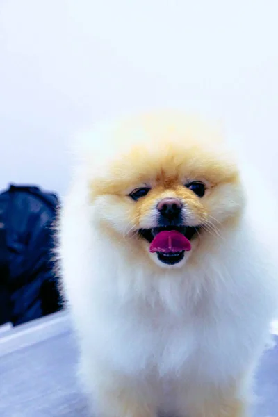 Cute Sick Dog Waiting Vet — Stock Photo, Image