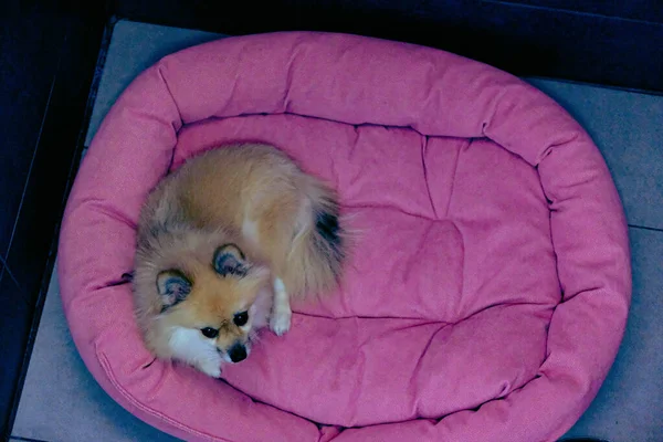 cute sick dog waiting for the vet