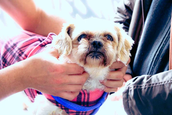 Chien Malade Mignon Attendant Vétérinaire — Photo