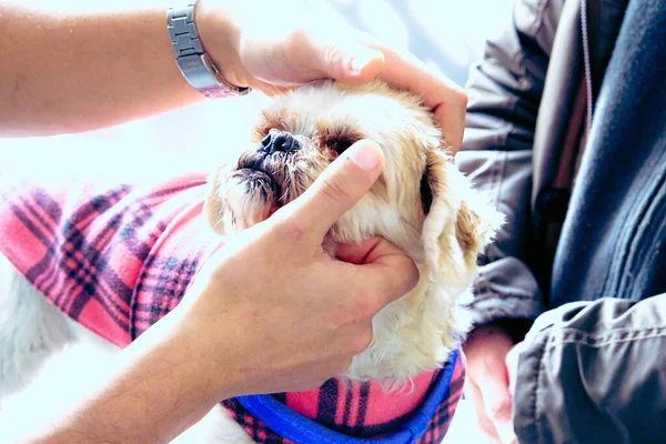 Chien Malade Mignon Attendant Vétérinaire — Photo