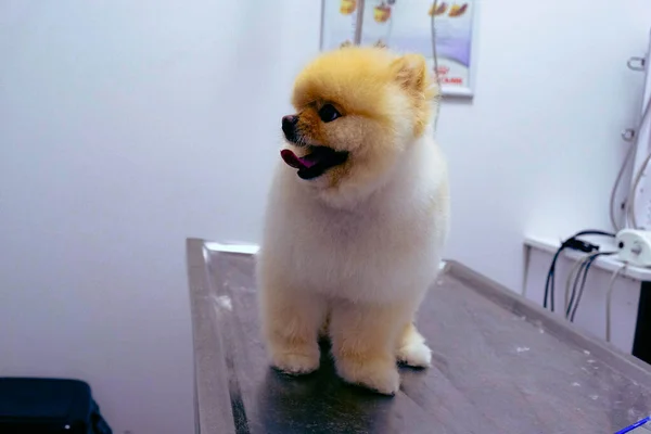 Bonito Cão Doente Esperando Para Veterinário — Fotografia de Stock