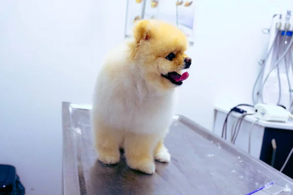 Bonito Cão Doente Esperando Para Veterinário — Fotografia de Stock