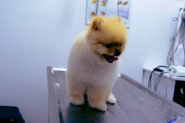 Bonito Cão Doente Esperando Para Veterinário — Fotografia de Stock