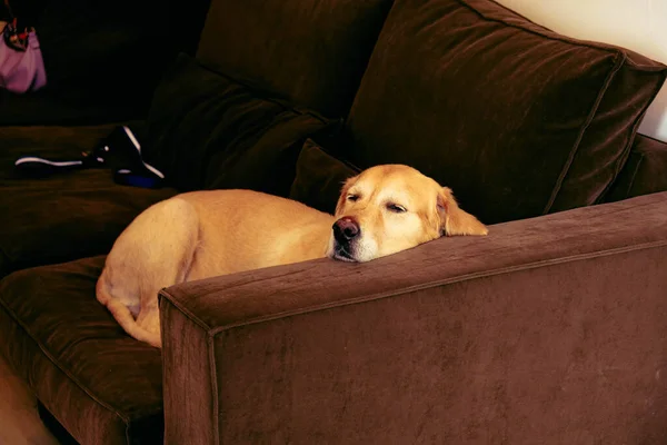 Netter Kranker Hund Wartet Auf Den Tierarzt — Stockfoto