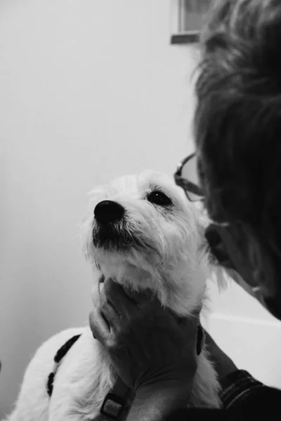 Bonito Cão Doente Esperando Para Veterinário — Fotografia de Stock