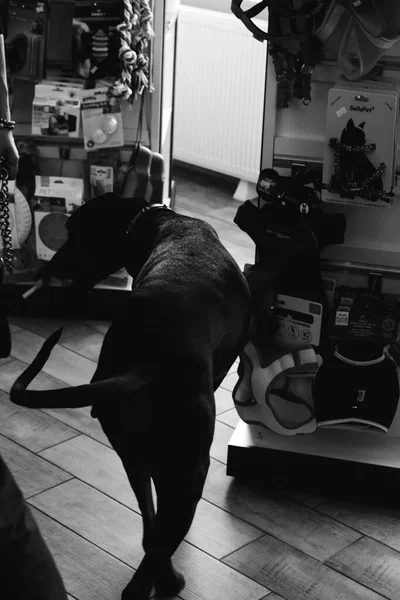 可爱的病狗在等兽医 — 图库照片
