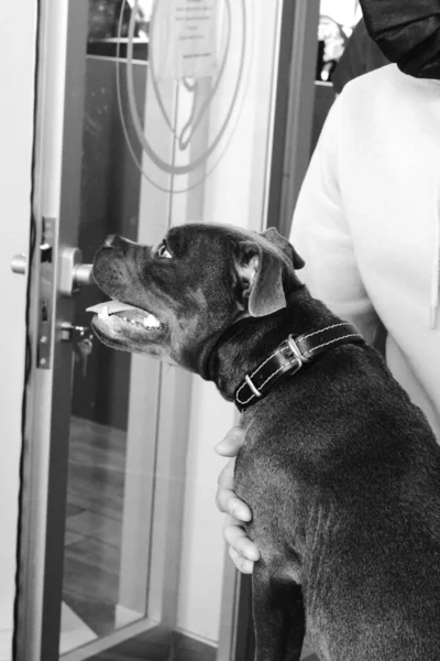 cute sick dog waiting for the vet