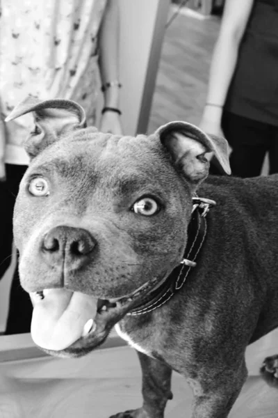 cute sick dog waiting for the vet