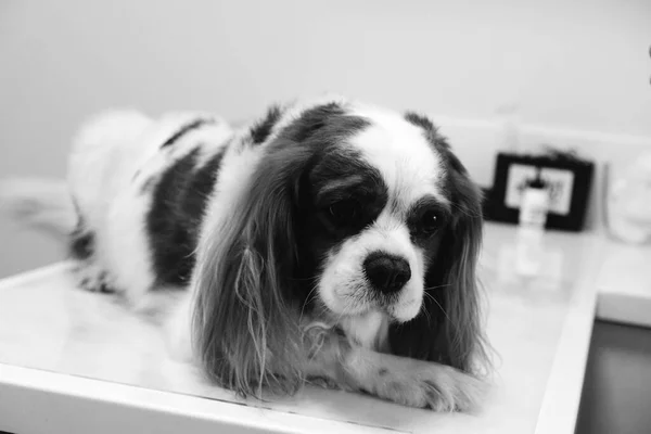 Lindo Perro Enfermo Esperando Veterinario —  Fotos de Stock