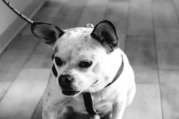 Bonito Cão Doente Esperando Para Veterinário — Fotografia de Stock