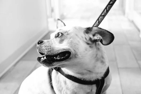 cute sick dog waiting for the vet