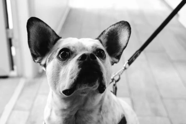 Χαριτωμένο Άρρωστο Σκυλί Περιμένει Τον Κτηνίατρο — Φωτογραφία Αρχείου